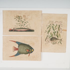 2pc Mark Catesby Hand-Colored Engravings, Natural History of Carolina