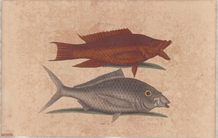 3 Mark Catesby Engravings - Fish Specimens Natural History of Carolina