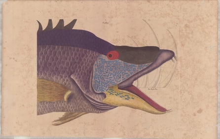 3pc Hand-Colored Engravings by Mark Catesby, Natural History Fish Studies