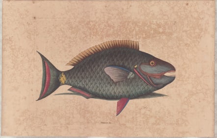 2pc Mark Catesby Hand-Colored Engravings, Natural History of Carolina