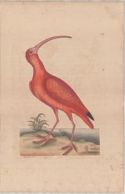 2 Mark Catesby Engravings - Red Curlew & Brown Curlew Studies