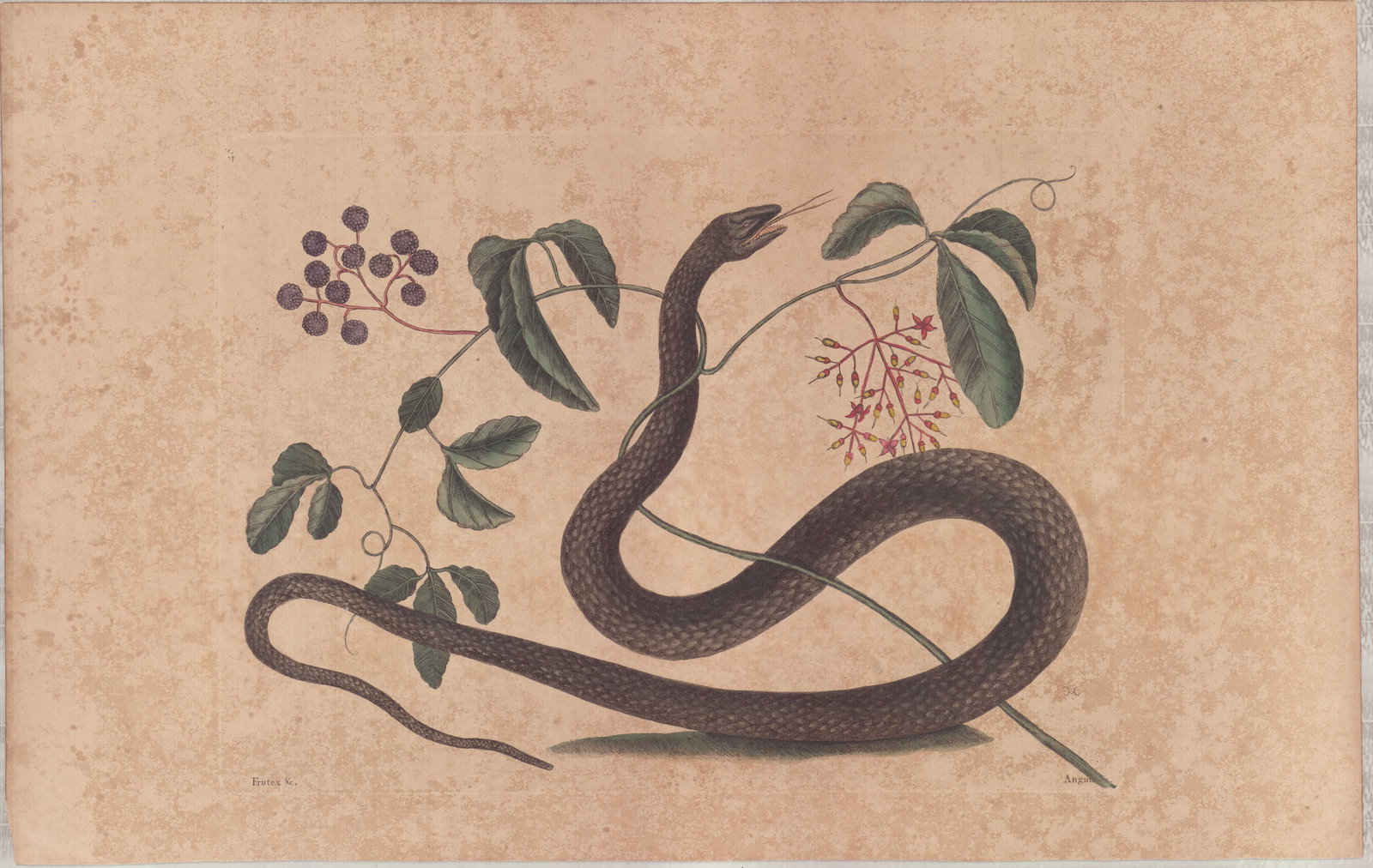 2 Mark Catesby Engravings - Black Snake & Copper-Bellied Snake (1 of 2)