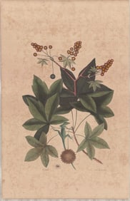 2 Mark Catesby Engravings - Green Lizard of Carolina & Sweetgum