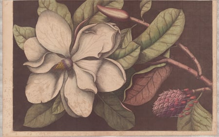2 Mark Catesby Engravings - Magnolias The Natural History of Carolina