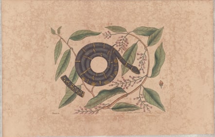 2 Mark Catesby Engravings - Snake Studies Natural History Carolina