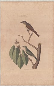 2 Mark Catesby Ornithological Engravings - Flycatchers Studies