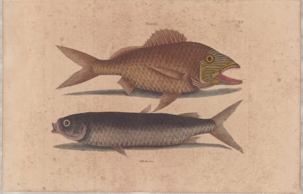 3 Mark Catesby Engravings - Natural History Carolina, Florida & Bahama