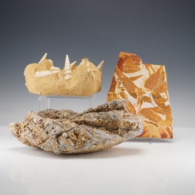 3pc Fossil Gastropod and Plant Impression Collection