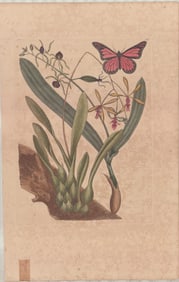 2 Mark Catesby Botanical Engravings - Bahaman Orchid & Pine Grasshopper