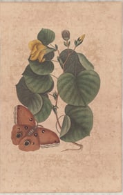 2 Mark Catesby Engravings - Botanical & Entomological Studies