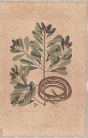 2 Mark Catesby Engravings - Green Snake & Ribbon Snake