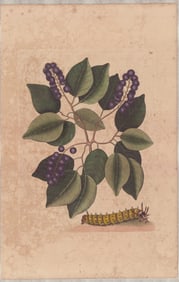 2 Mark Catesby Engravings - Pigeon Plum & Caterpillar, Cat's Claw