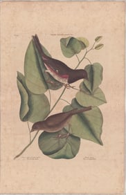 2 Mark Catesby Engravings - Towhe Bird, Oven-Pea Bird & Little Thrush