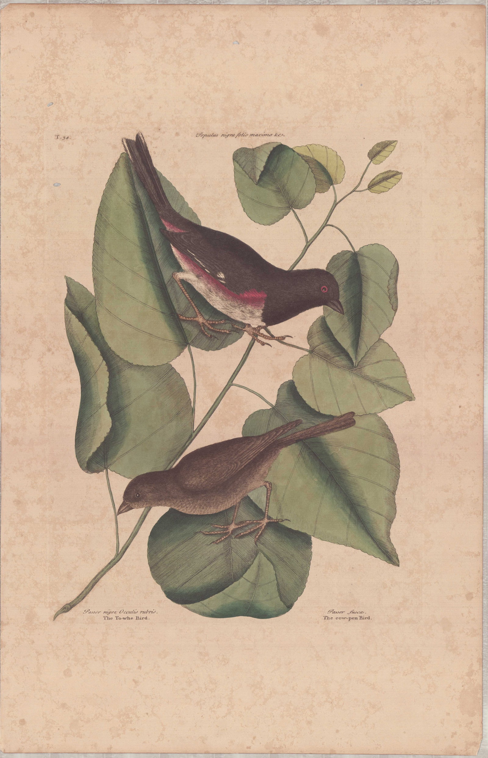 2 Mark Catesby Engravings - Towhe Bird, Oven-Pea Bird & Little Thrush (1 of 2)