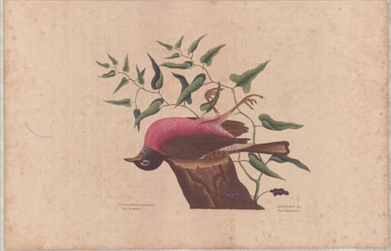 2pc Mark Catesby Hand-Colored Engravings - Fieldfare & Red-Legged Thrush