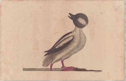 3pc Mark Catesby Hand-Colored Engravings, Waterfowls Studies