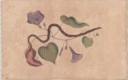 2 Mark Catesby Engravings - Bead Snake & Corn Snake Studies