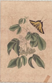 2 Mark Catesby Engravings - Botanical & Entomological Studies