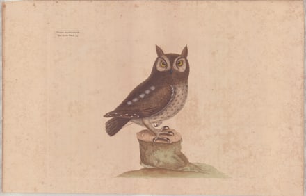 2 Mark Catesby Engravings - Little Owl & Purple Jackdaw