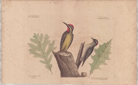 2 Mark Catesby Engravings - Yellow & Smallest Spotted Woodpecker
