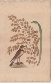 3 Mark Catesby Engravings - Lark, Snow-Bird & Red Frangipani
