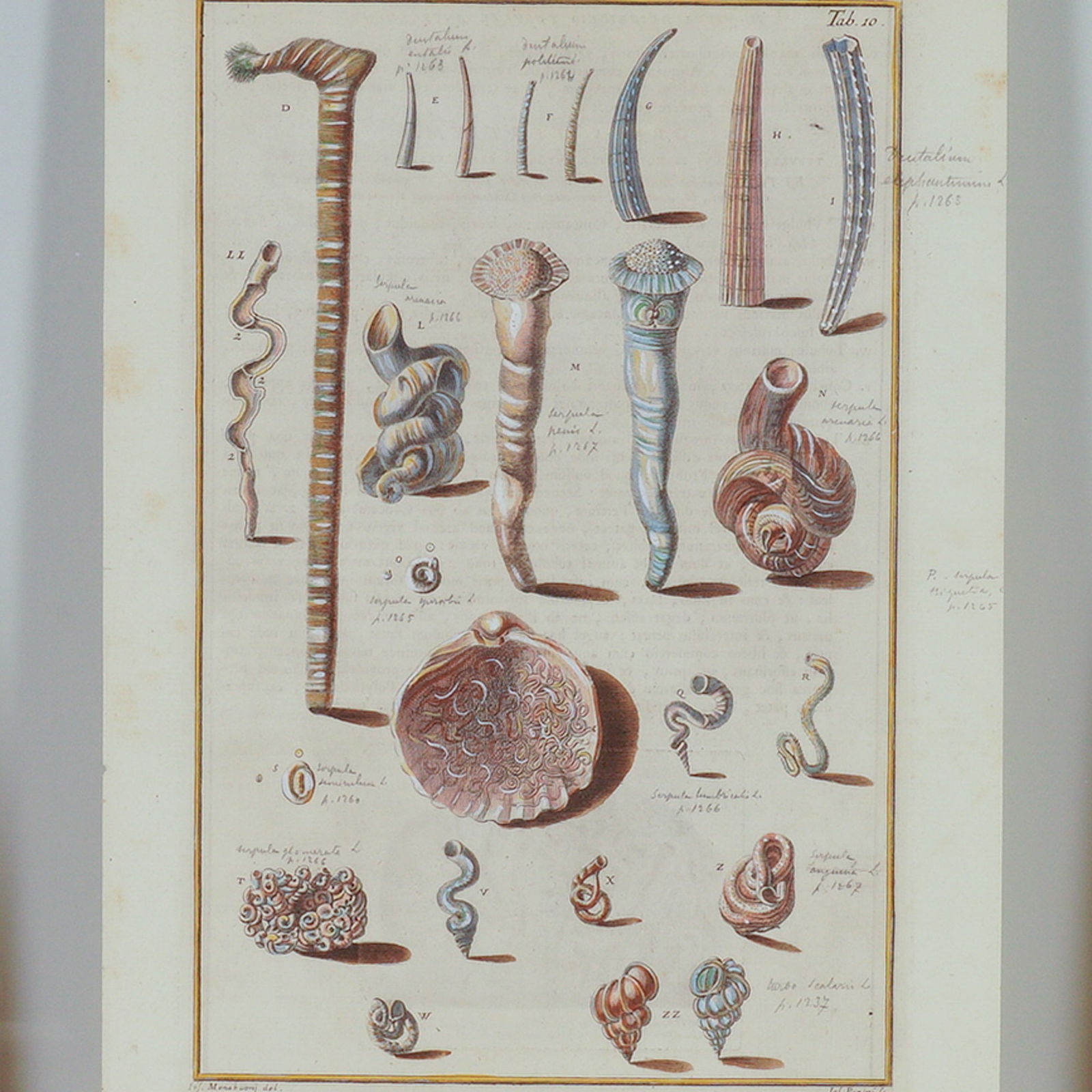 Hand-Colored Engraving Marine Tusk and Tube Shells for Niccolo Gualtieri (1 of 5)