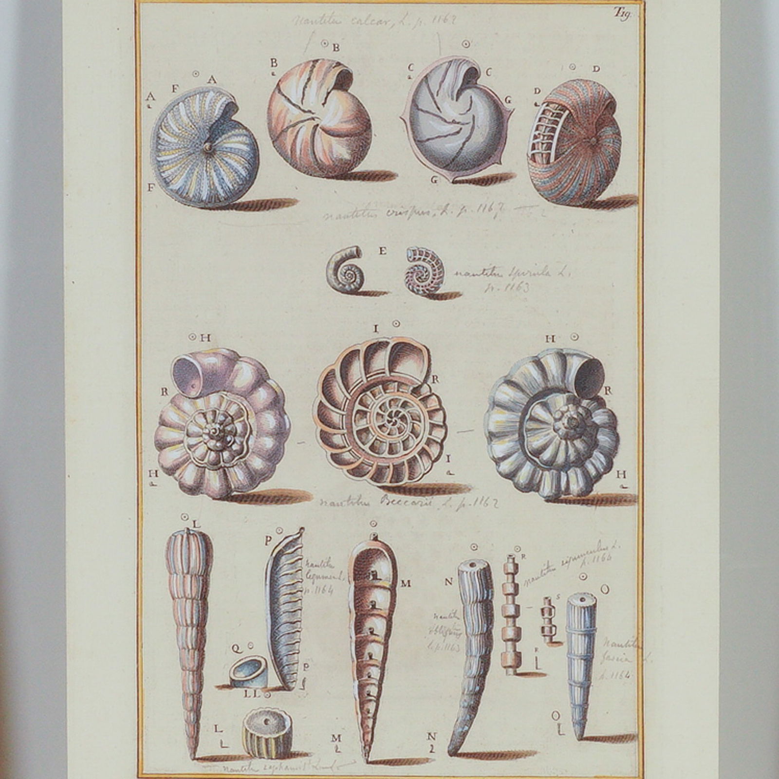 Hand-Colored Engraving of Nautilus Shells for Niccolo Gualtieri (1 of 5)