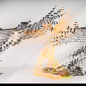 Boehm Large Porcelain Sculpture, Great Horned Owl, Signed: This exceptional Boehm porcelain sculpture depicts a Great Horned Owl (Bubo Virginianus) shown with fully outstretched wings as it lands on a naturalistic base composed of hand-painted porcelain logs,