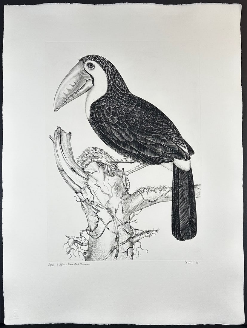Jack Coutu (1924) Signed Etching, Sulphur Toucan: Etching titled Sulphur Breasted Toucan. Signed lower right numbered 30/200. Year 1970 Sight size 23" x 31".