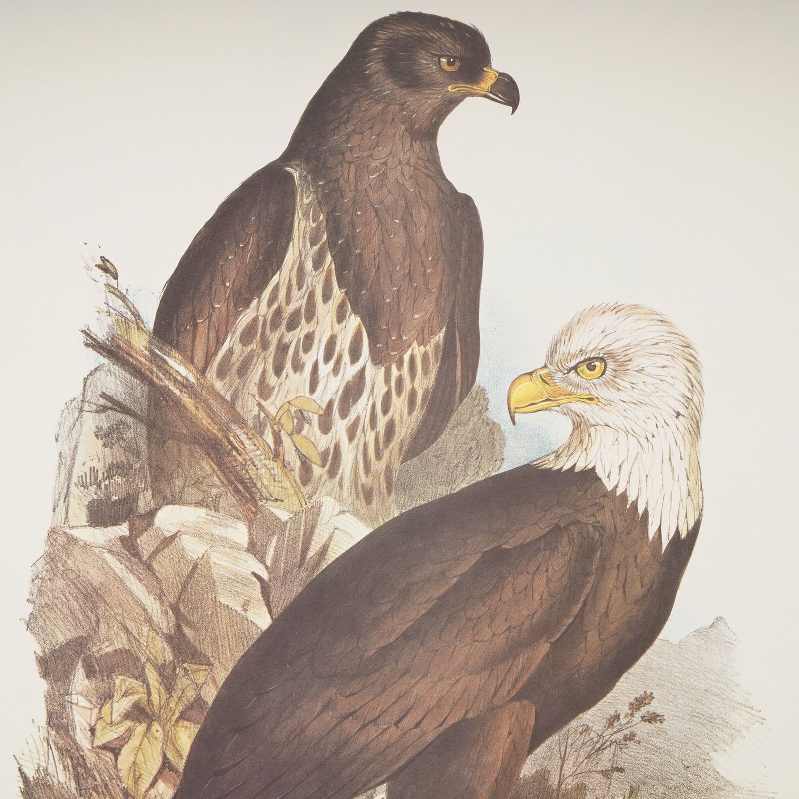 (Aft.) Edward Lear, White Headed Eagle Print - 2