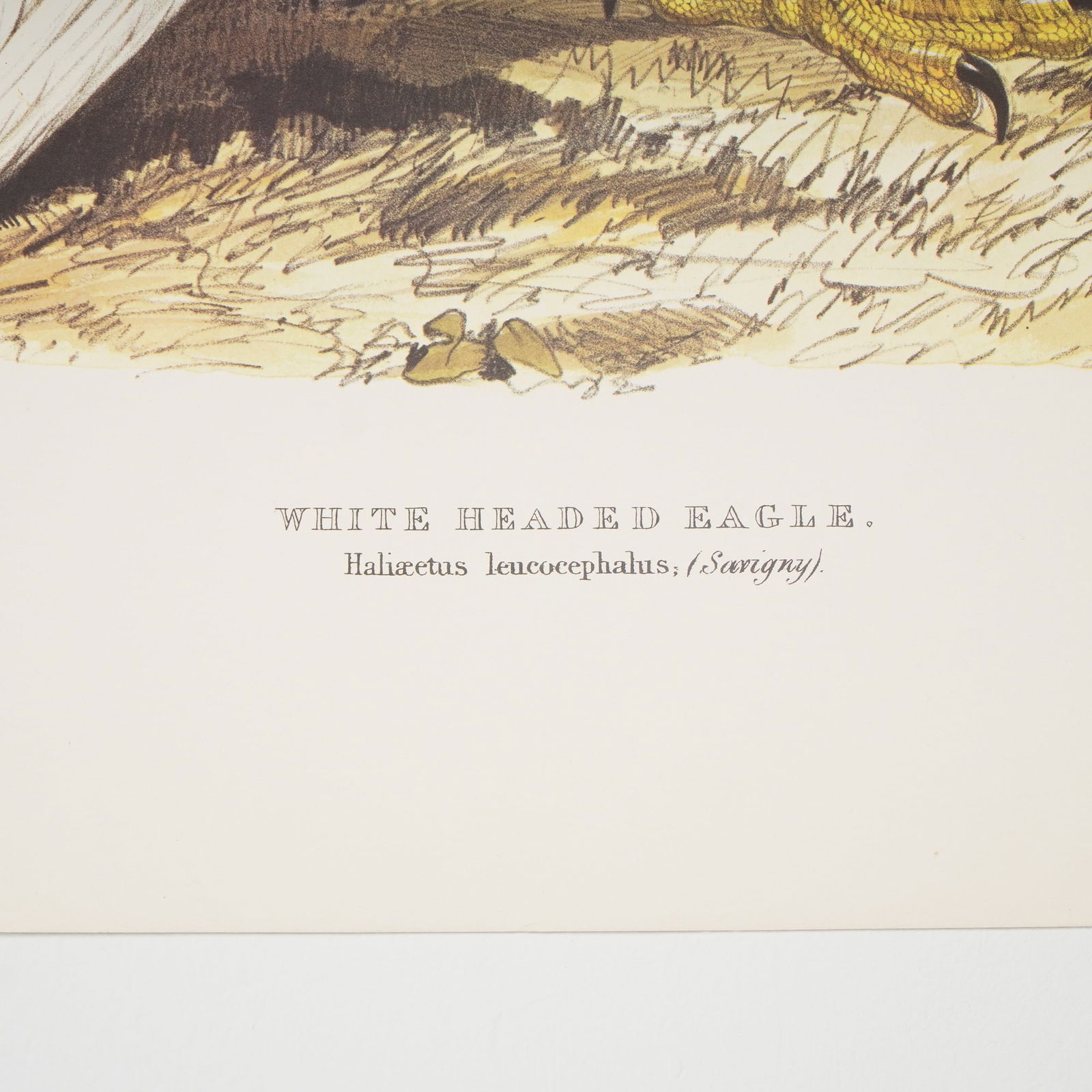 (Aft.) Edward Lear, White Headed Eagle Print - 3