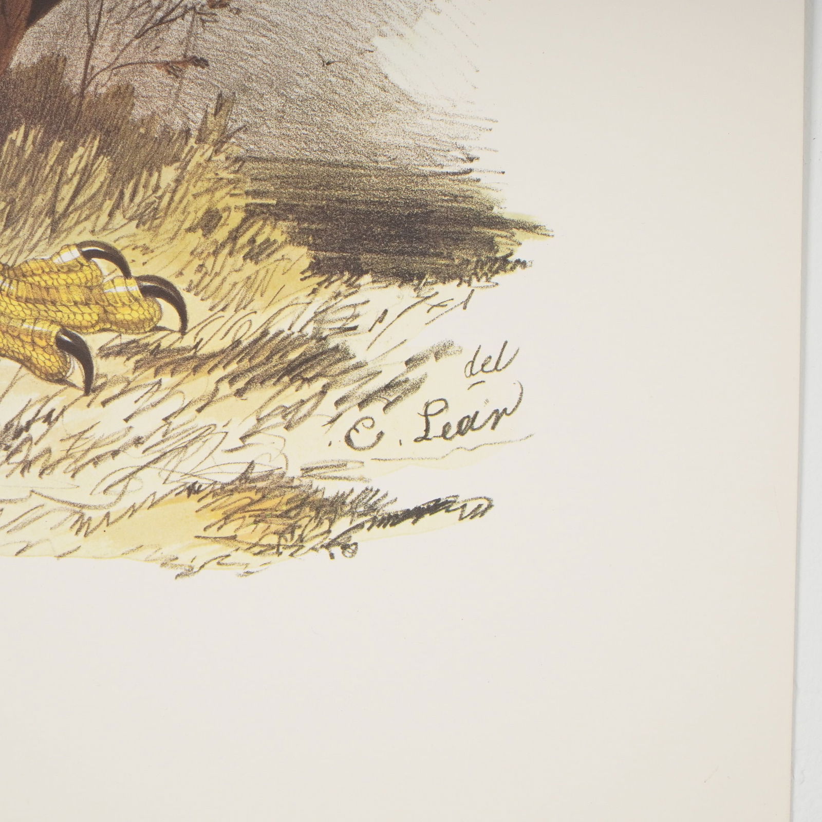 (Aft.) Edward Lear, White Headed Eagle Print - 4