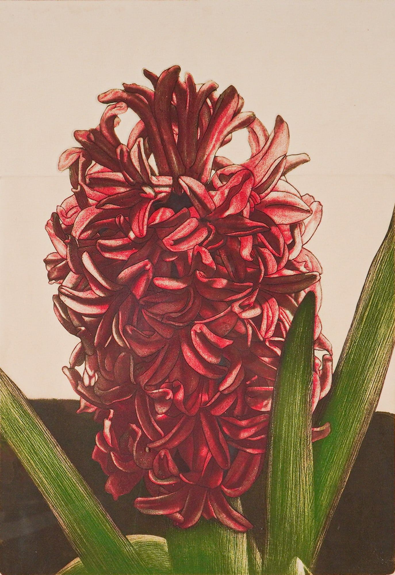 J. Whiteman Parker (American b.1945), Aquatint Etching, Red Hyacinth Signed: This botanical print by J. Whiteman Parker is an aquatint etching on paper titled Hyacinth. The work depicts a vibrant red hyacinth flower with green foliage set against a dark, textured background. T