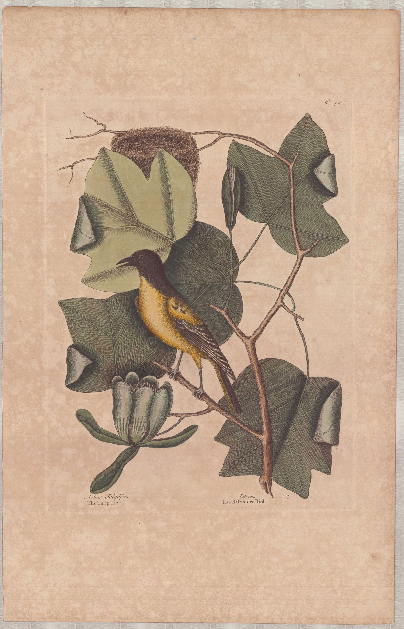 Mark Catesby (British 1679-1749), Hand-Colored Engraving, The Tulip Tree and Baltimore Bird (1 of 1)