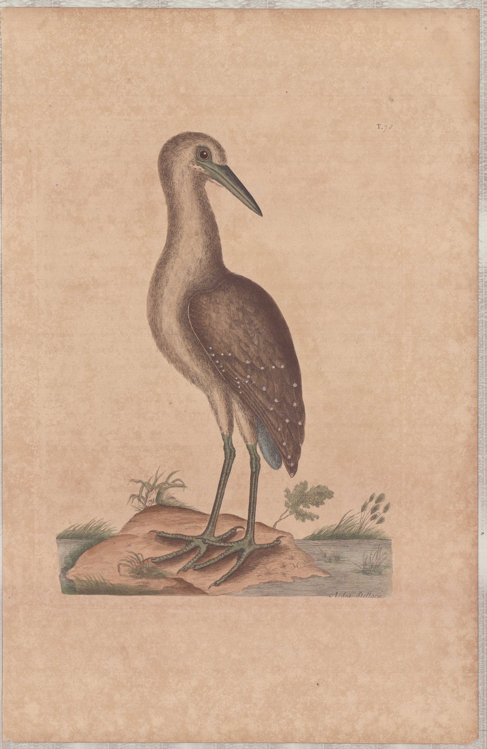Mark Catesby (British, 1679-1749) Hand-Colored Engraving, Ardea Stellaris (1 of 1)