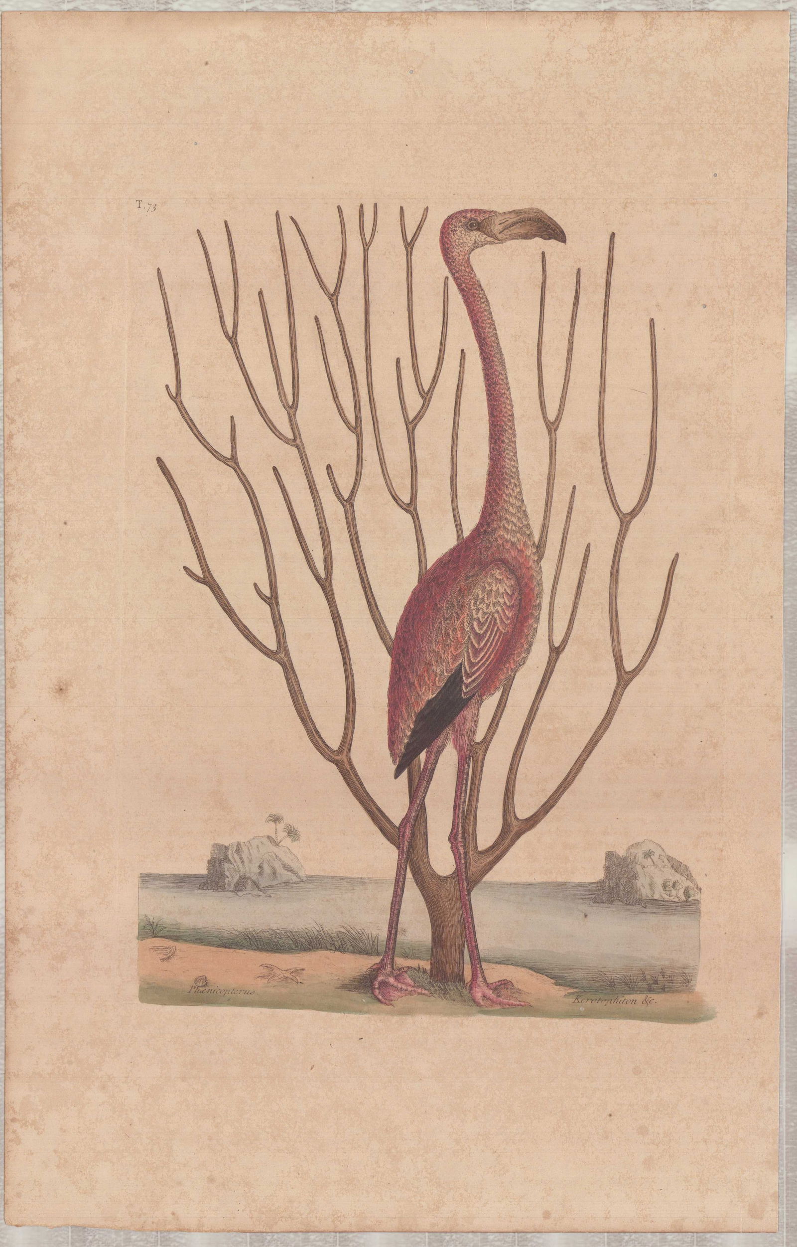 Mark Catesby (British, 1679-1749) Hand-Colored Engraving, The Flamingo: This hand-colored engraving with watercolor and gouache is by Mark Catesby (British, 1679-1749), titled Phenicopterus (The Flamingo), identified as plate number T. 73 from The Natural History of Carol