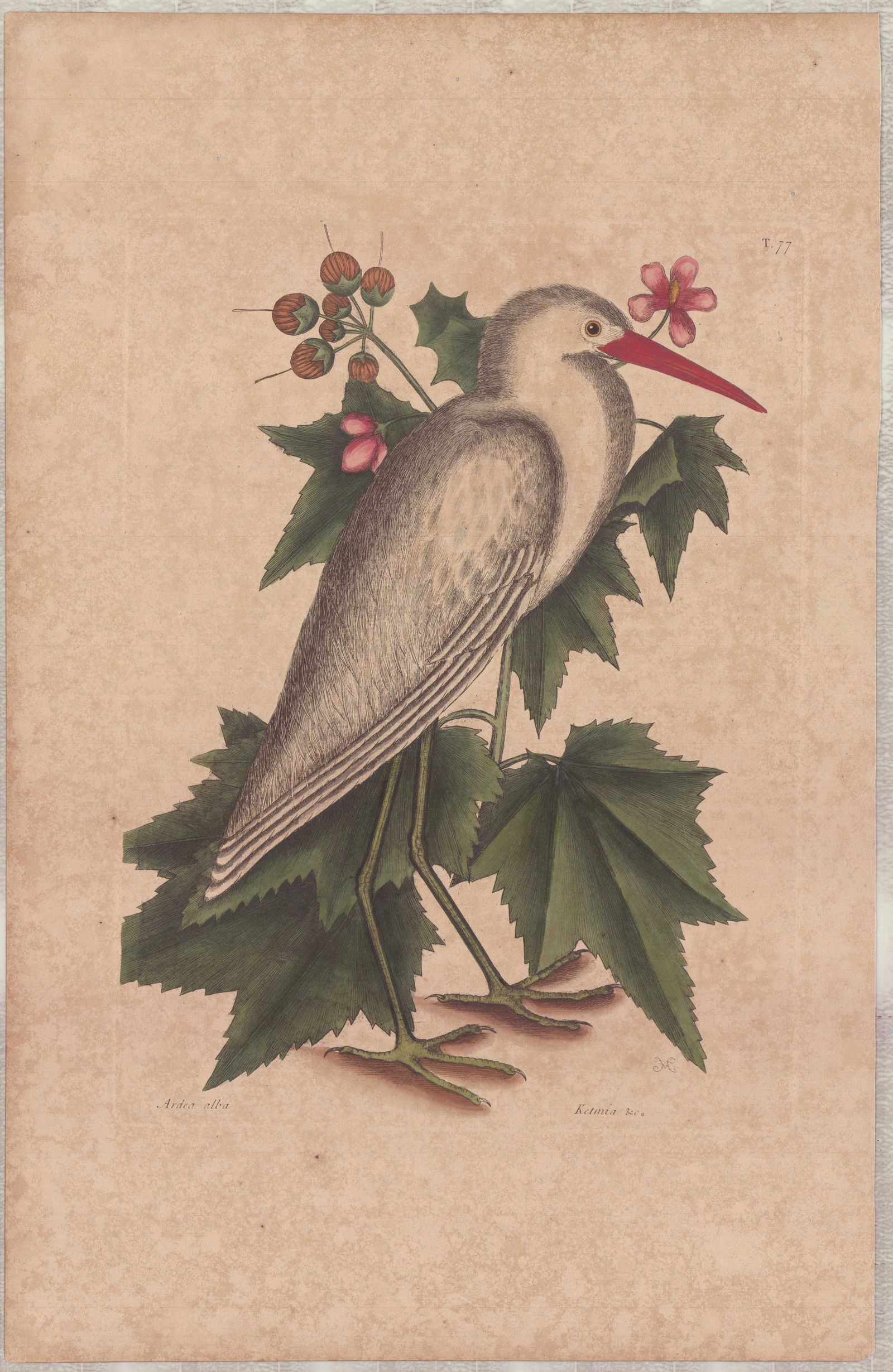 Mark Catesby (British, 1679-1749), Hand colored engraving, Ardea Alba (1 of 1)