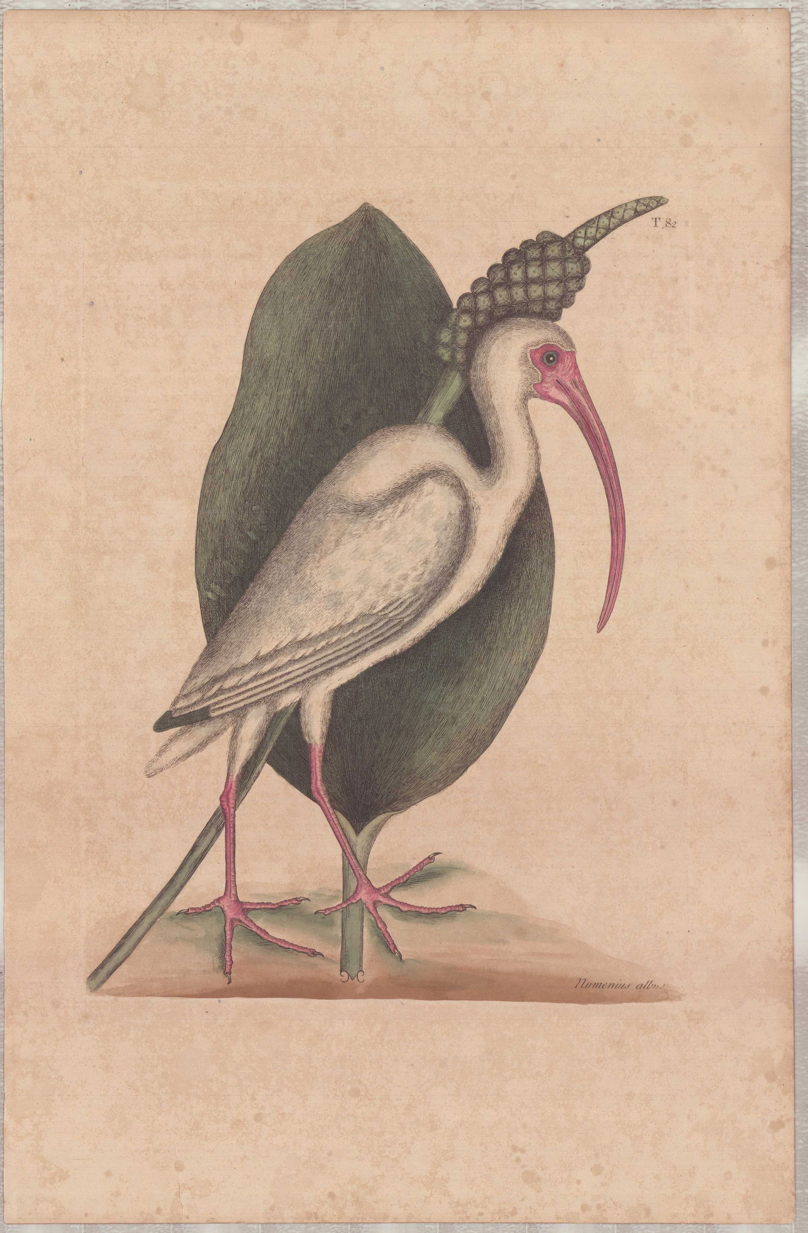 Mark Catesby (British, 1679-1749), Hand-Colored Engraving, Numenius Albus: This hand-colored engraving on laid paper is by Mark Catesby, titled Numenius Albus (White Curlew), from the publication Natural History of Carolina, Florida, and the Bahama Islands. The composition f