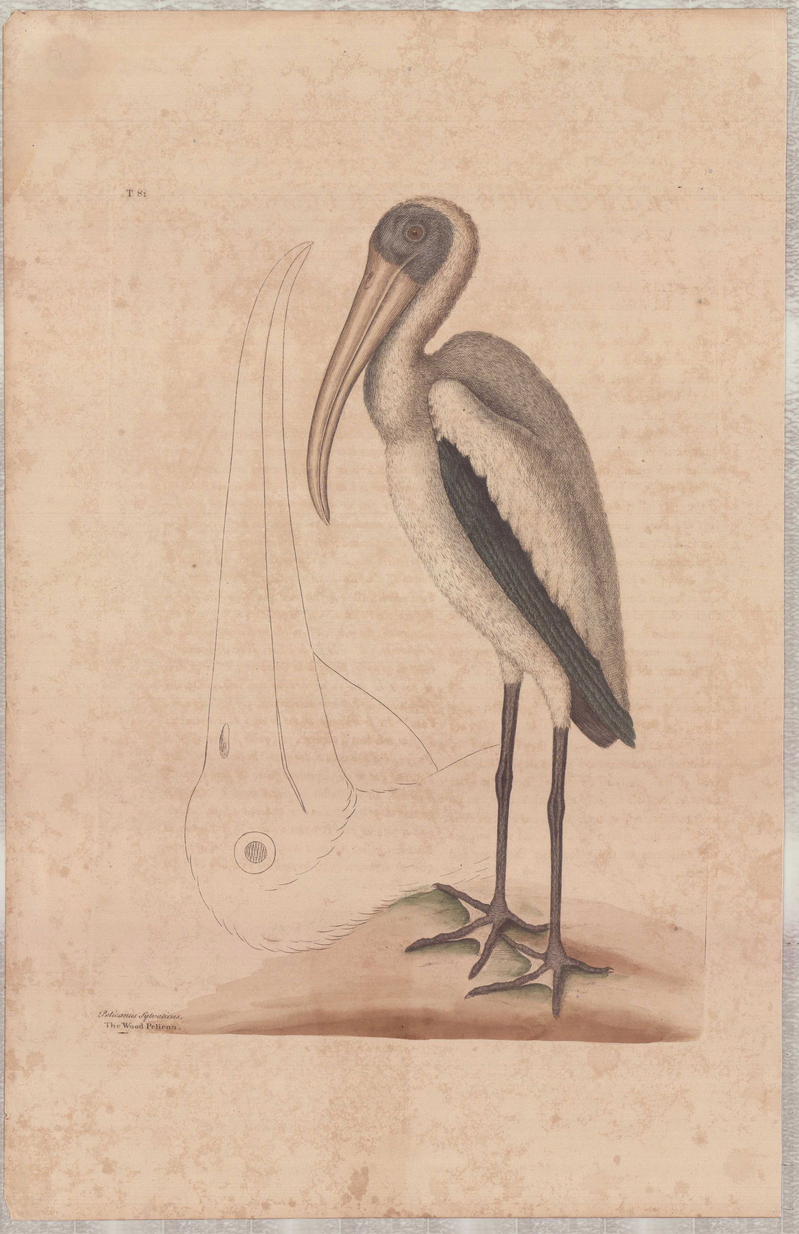Mark Catesby (British, 1679-1749), Hand-Colored Engraving, The Wood Pelican: This hand-colored engraving, titled The Wood Pelican (Plate T81), is by Mark Catesby (British, 1679-1749) and originates from his publication The Natural History of Carolina, Florida and the Bahama Is