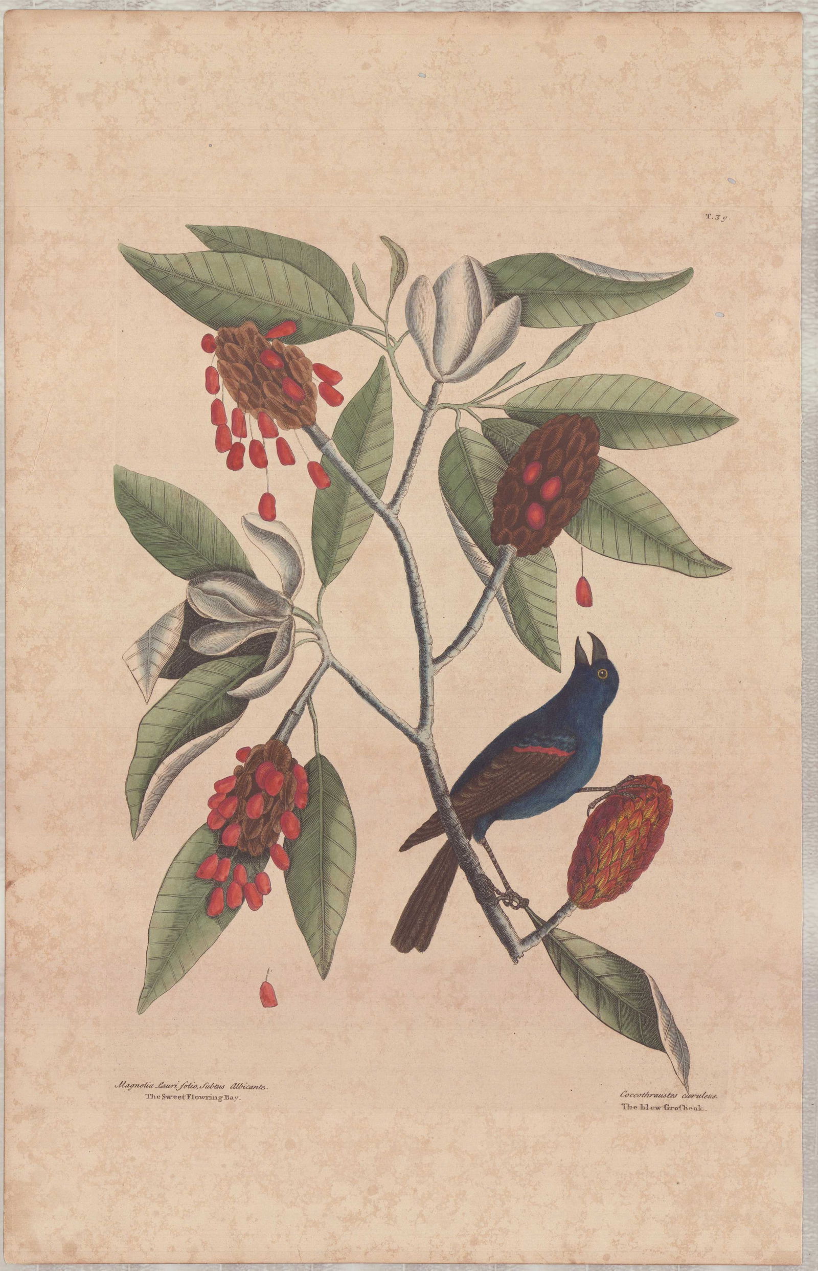 Mark Catesby (British, 1683-1749), Hand-Colored Engraving, The Blew Grofbeak (1 of 1)