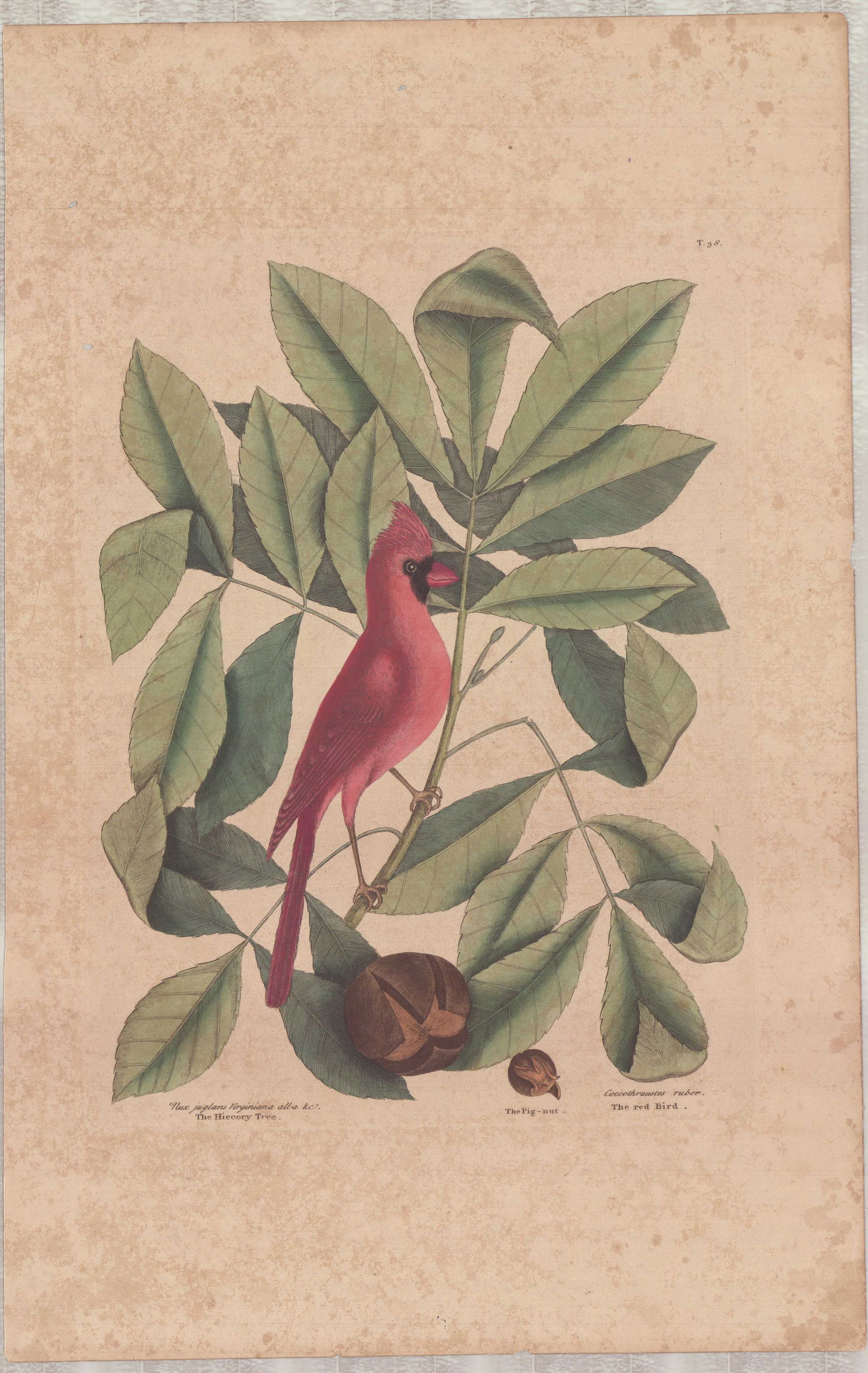 Mark Catesby (British, 1679-1749), Hand-Colored Engraving, The Red Bird (1 of 1)