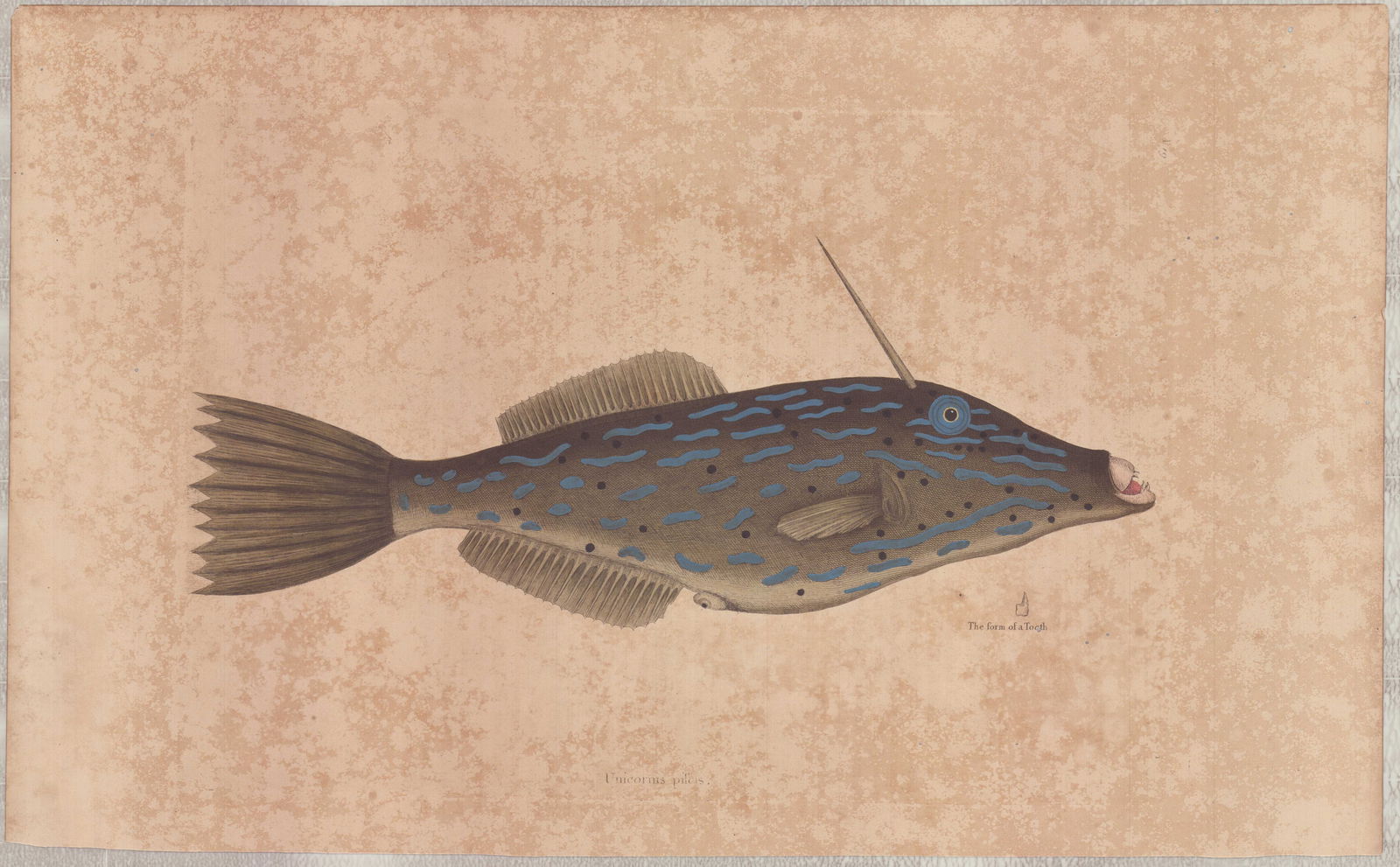 Mark Catesby (British, 1679-1749) Hand-Colored Engraving, The Bahama Unicorn Fish: This hand-colored engraving is by Mark Catesby (British, 1679-1749), titled The Bahama Unicorn Fish, representing Plate 19 from his seminal work, The Natural History of Carolina, Florida and the Baham