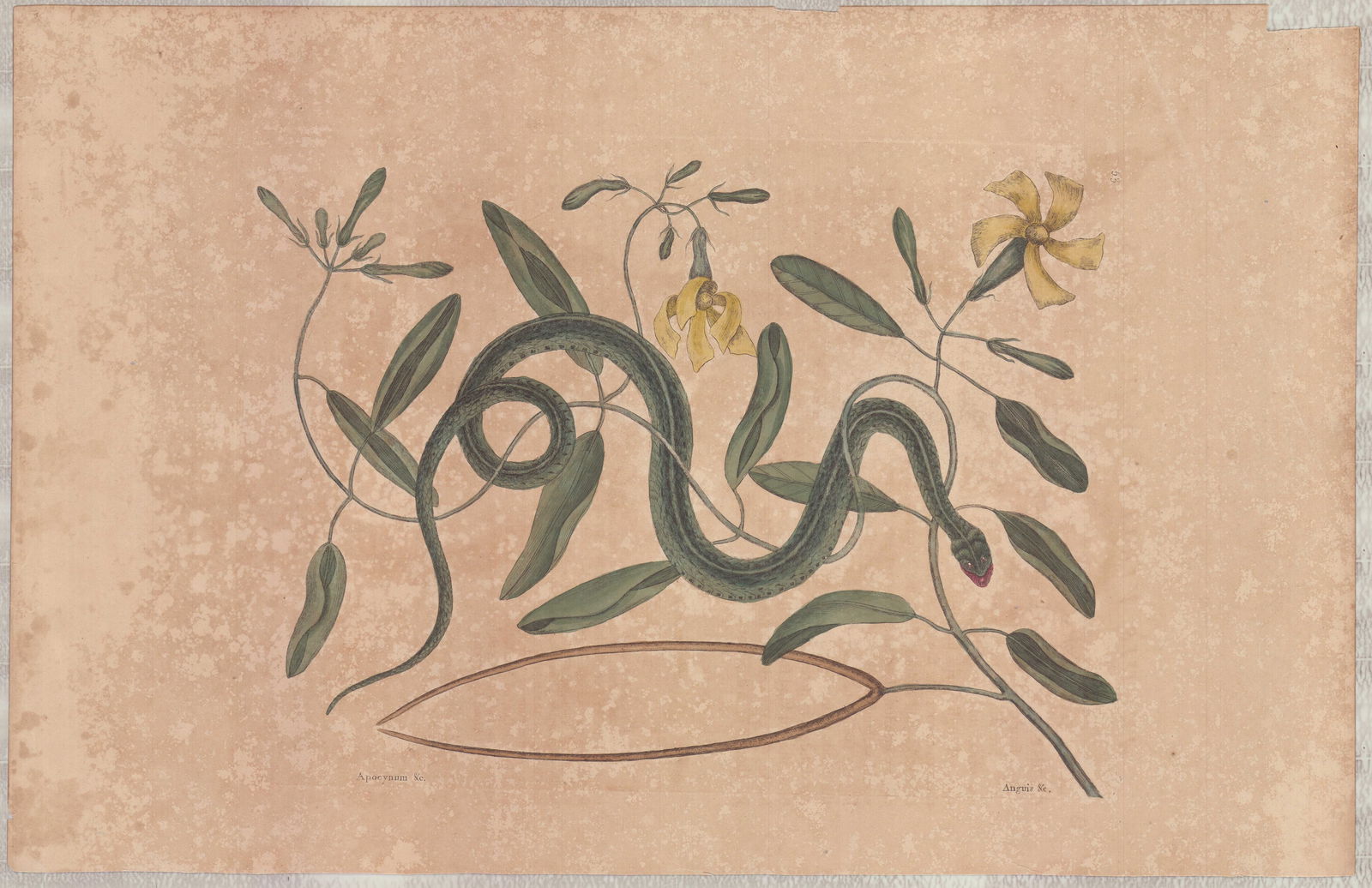 Mark Catesby (British, 1679-1749) Hand-Colored Engraving, The Green Spotted Snake: Mark Catesby (British, 1679-1749) hand-colored engraving on paper, from The Natural History of Carolina, Florida and the Bahama Islands. This work is plate number 53, titled The Green Spotted Snake. T