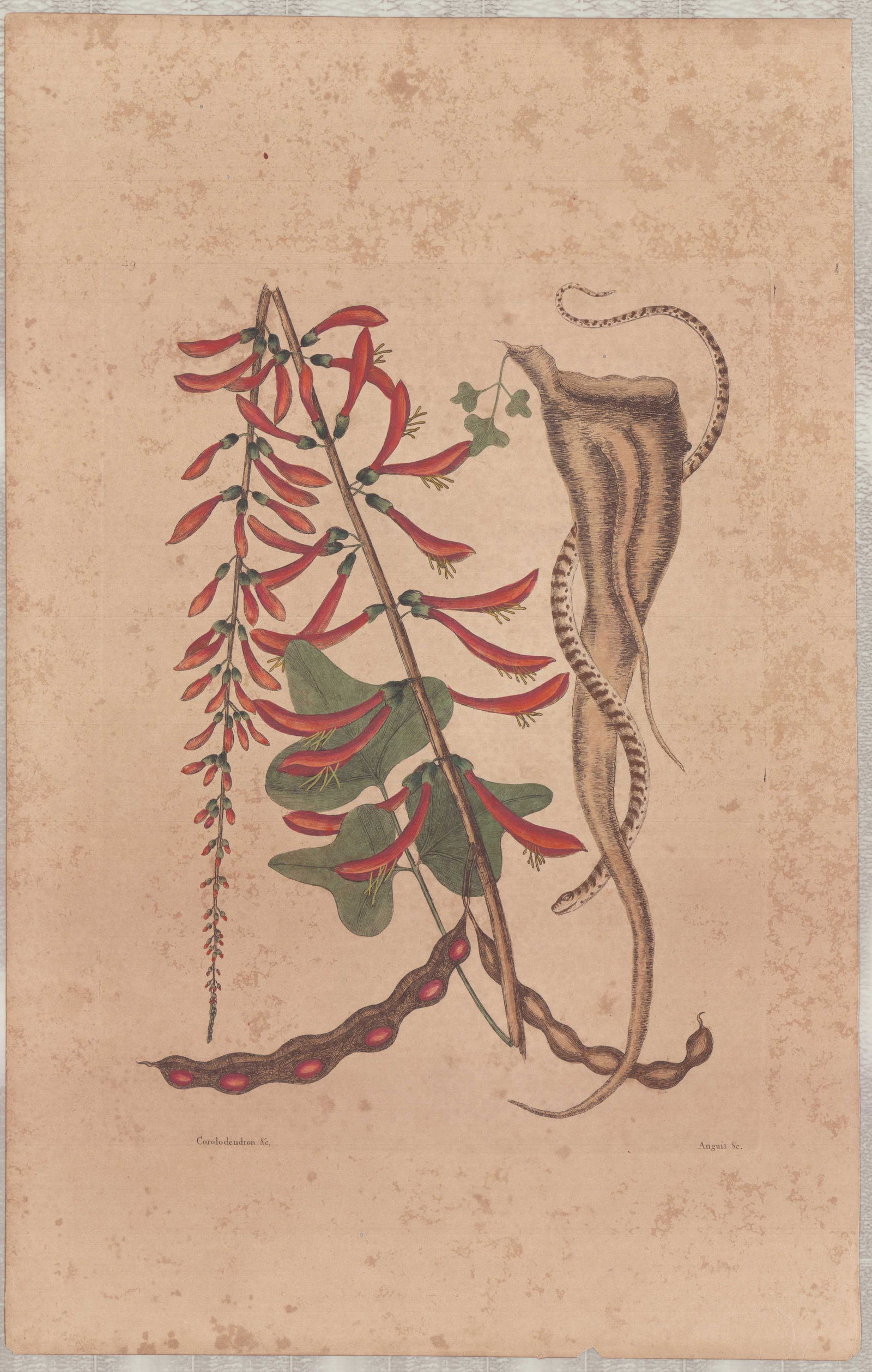 Mark Catesby (British, 1679-1749) Hand-Colored Engraving, The Little Brown Bead Snake: This hand-colored engraving is by Mark Catesby (British, 1679-1749), plate 49 from his work The Natural History of Carolina, Florida and the Bahama Islands. The composition features a botanical study