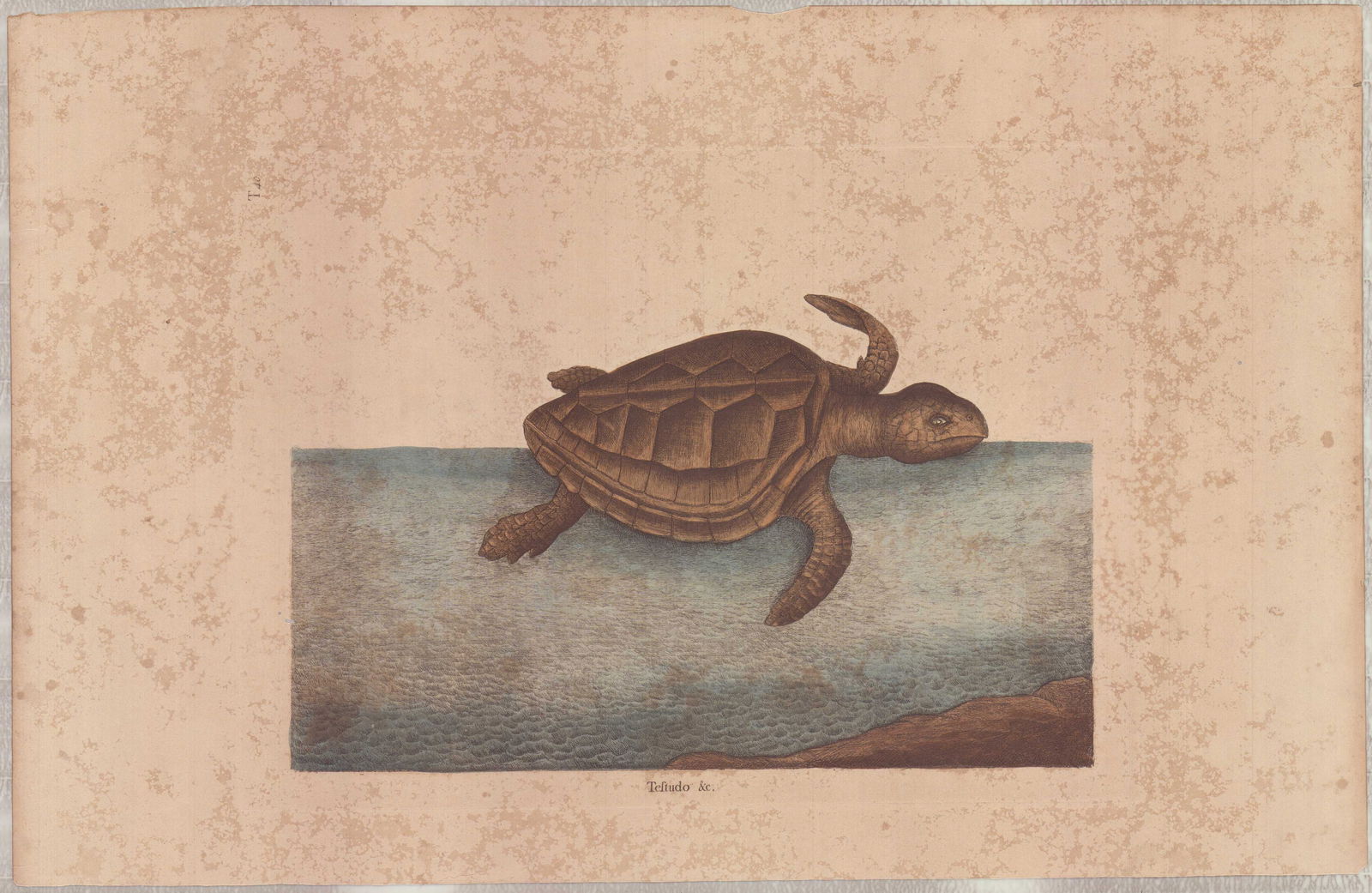 Mark Catesby (British, 1679-1749) Hand-Colored Engraving, The Logger-Head Turtle: Mark Catesby (British, 1679-1749) hand-colored engraving titled The Logger-Head Turtle, plate number T40, from The Natural History of Carolina, Florida and the Bahama Islands, circa 1800. The work dep