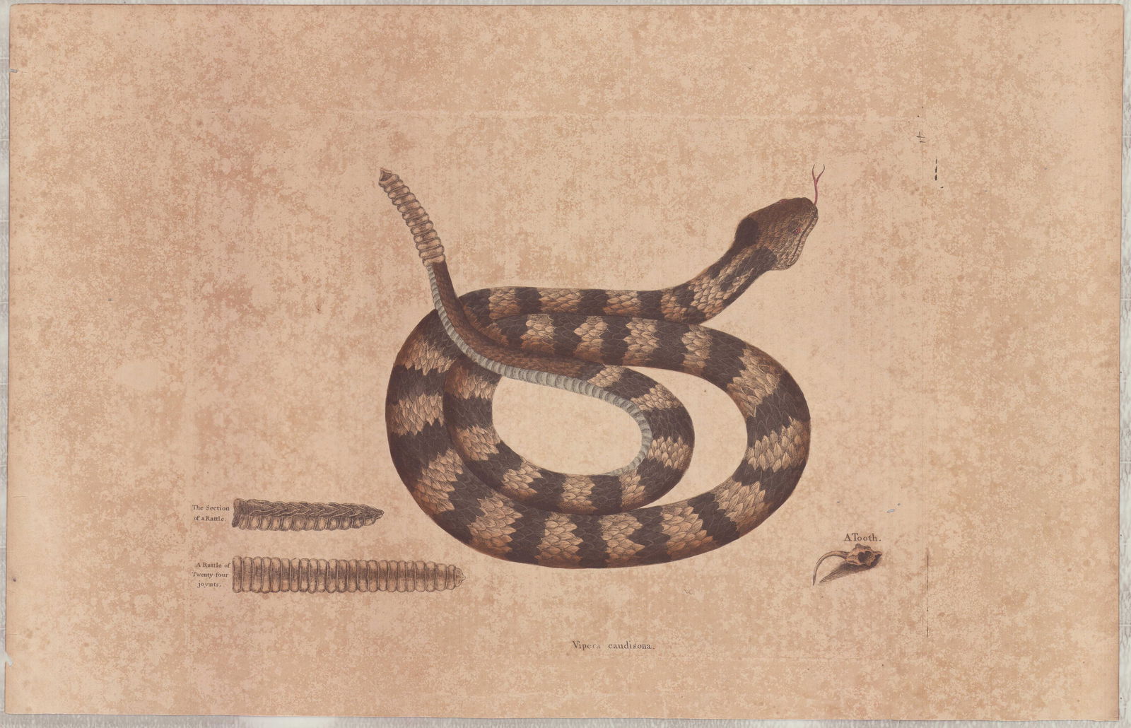 Mark Catesby (British, 1679-1749) Hand-Colored Engraving, The Rattlesnake: Mark Catesby (British, 1679-1749), Rattlesnake, Plate 41, from Natural History of Carolina, Florida and the Bahama Islands. This hand-colored engraving on paper depicts a timber rattlesnake in a coile