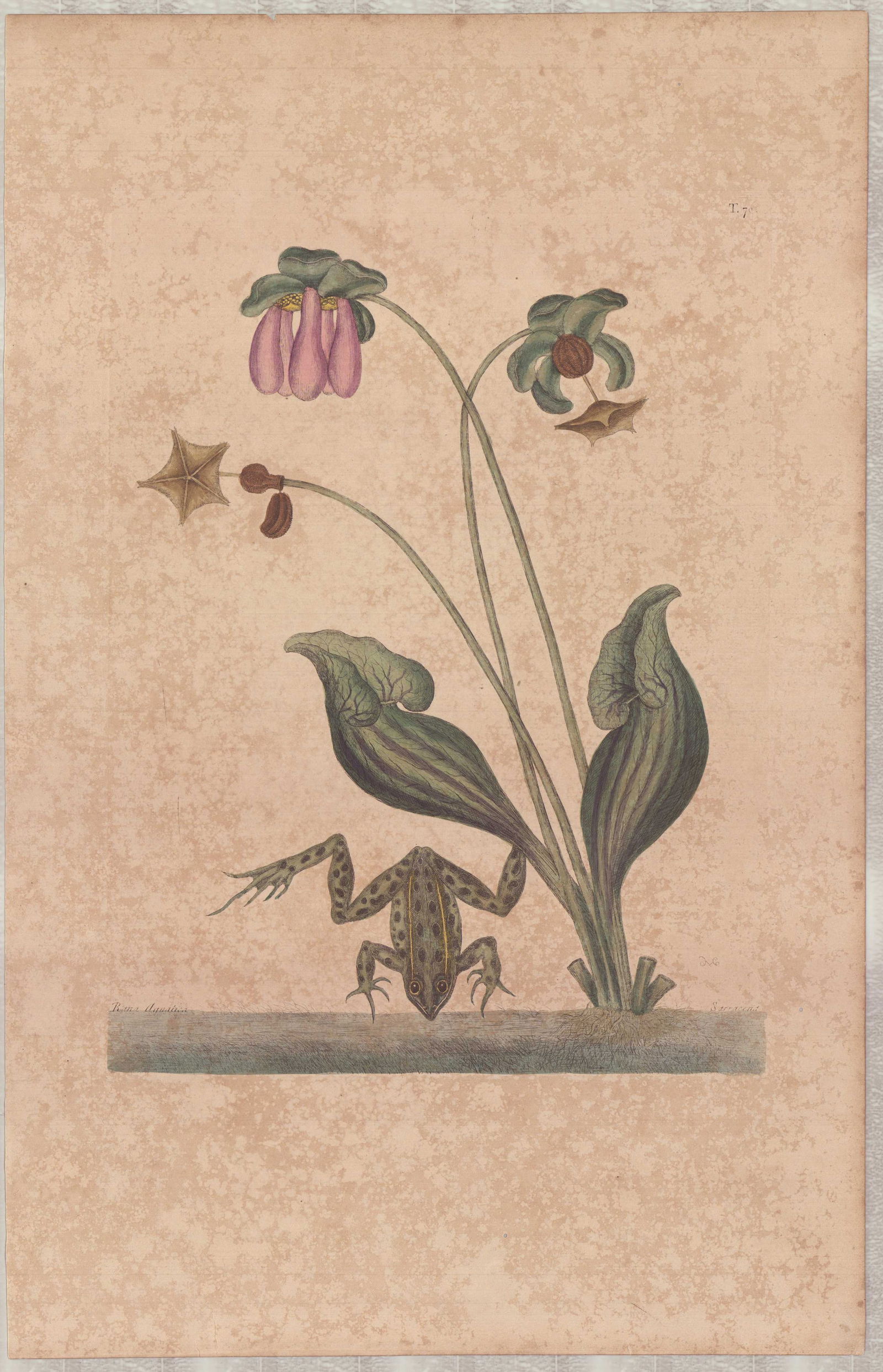 Mark Catesby (British, 1679-1749) Hand-Colored Engraving, The Water Frog (1 of 1)