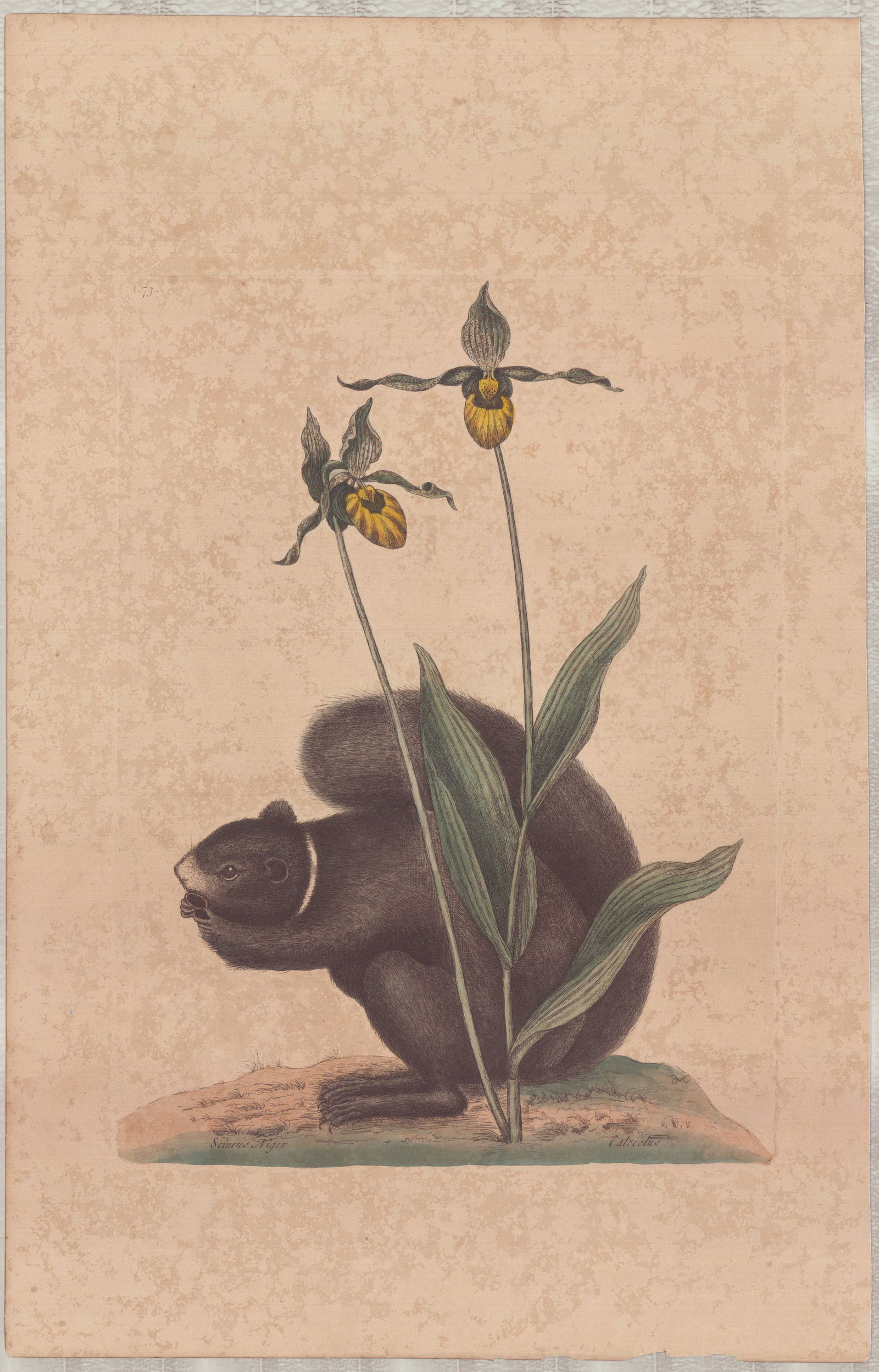 Mark Catesby (British, 1679-1749), Hand-Colored Engraving, The Black Squirrel: This hand-colored engraving, titled The Black Squirrel, is plate number 73 from Mark Catesby's (British, 1679-1749) publication, The Natural History of Carolina, Florida and the Bahama Islands. The il