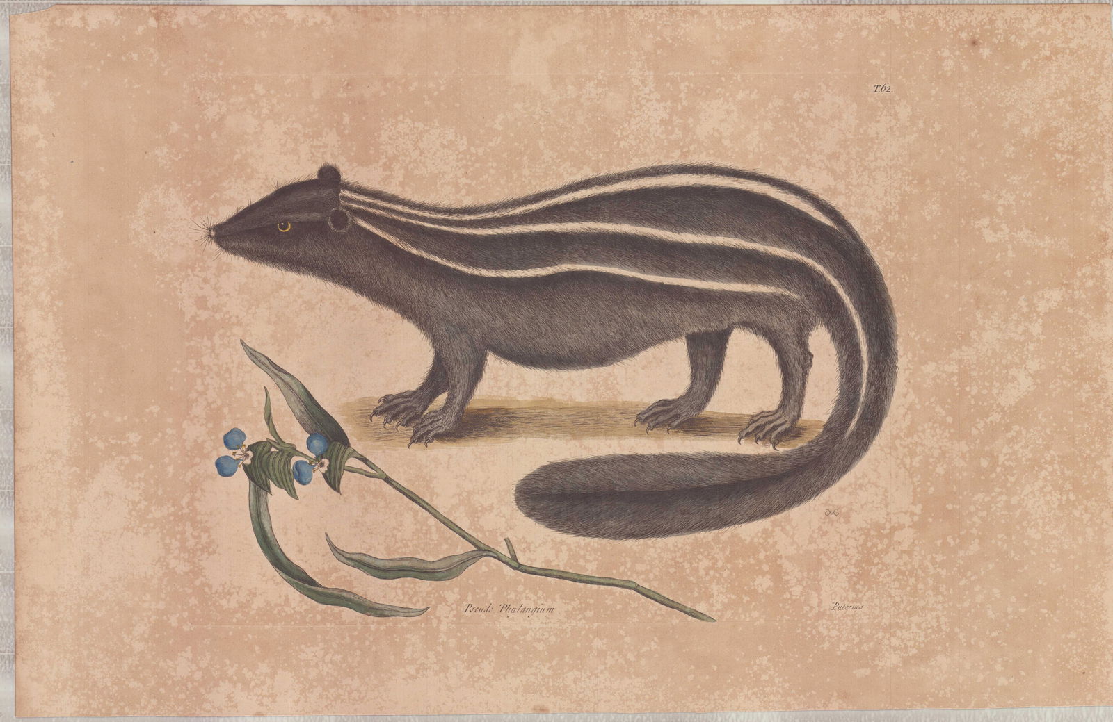 Mark Catesby (British, 1679-1749), Hand-Colored Engraving, The Pole Cat: This hand-colored engraving, titled The Pole Cat, is Plate 62 from Mark Catesby's The Natural History of Carolina, Florida, and the Bahama Islands. The illustration depicts a striped mammal, identifie