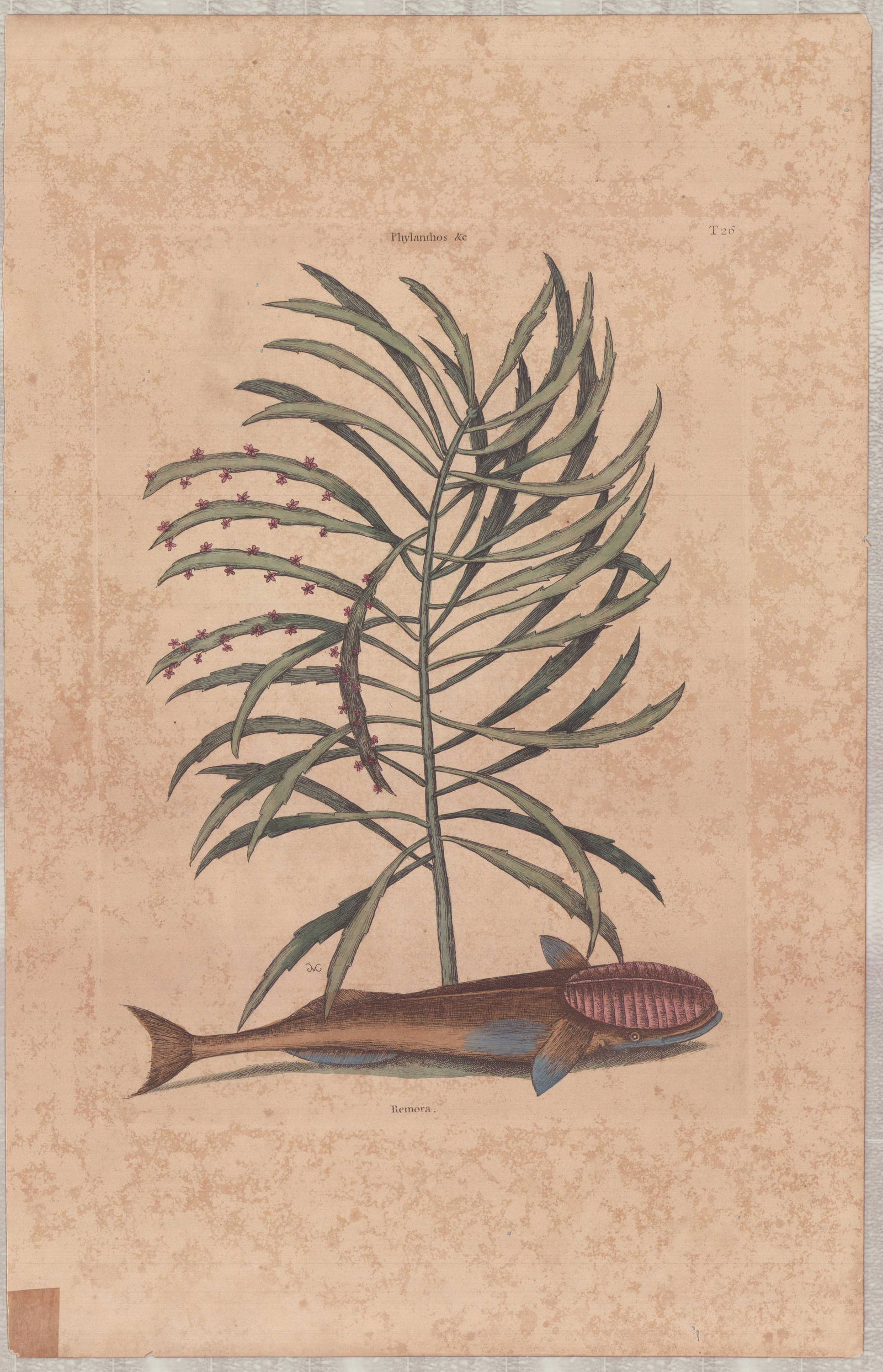 Mark Catesby (British, 1679-1749), Hand-Colored Engraving, The Sucking Fish: This hand-colored engraving is by Mark Catesby (British, 1679-1749), titled The Sucking Fish, representing plate T26 from his publication The Natural History of Carolina, Florida and the Bahama Island